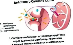 l-karnitin