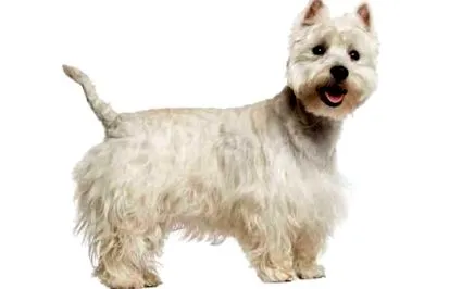 terrier