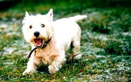 terrier