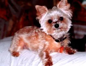 terrier