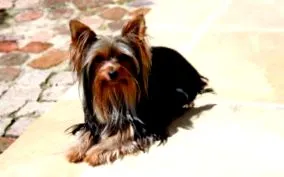 terrier