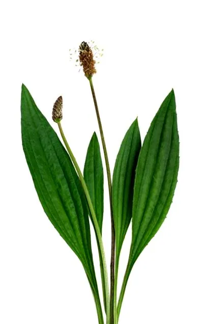 ierburi ierburi