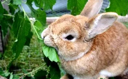 fogak kopását
