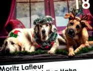 кучиња