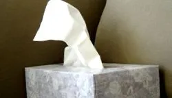 коти