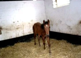 lóallergia