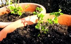informații nutriționale mărului