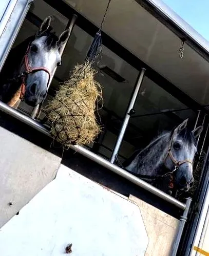 szállítás horse