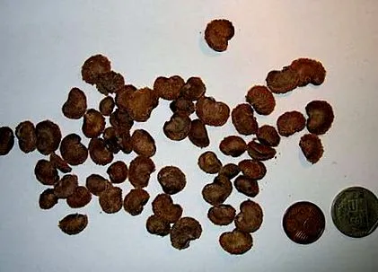 elleni