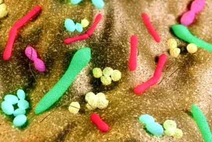 microbiomul