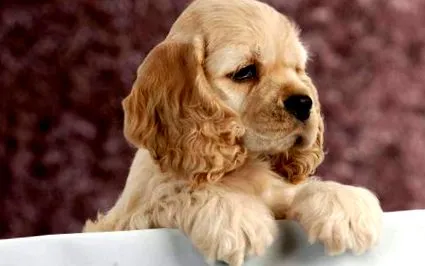 cocker