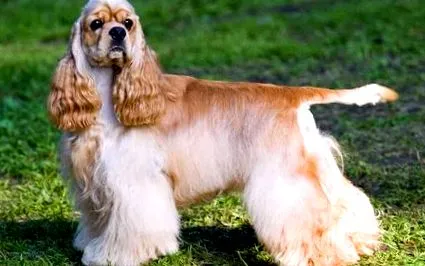 cocker