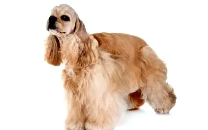 cocker