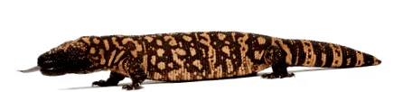 cukrovky