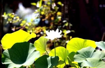 ayurveda