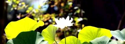ayurveda