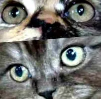 katzen forum