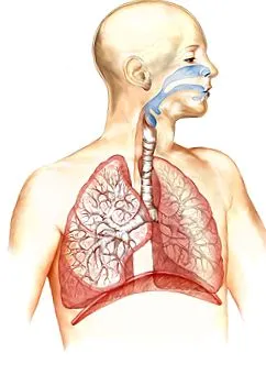 microbiomului