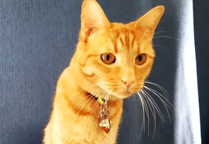 miért