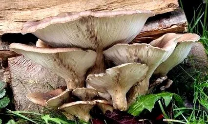 ostreatus