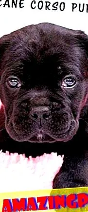 cane
