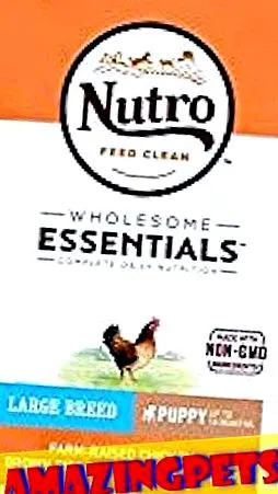 collie