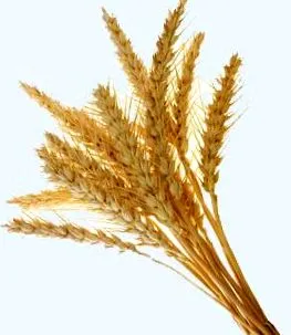 grupa