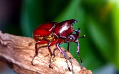 caracteristici
