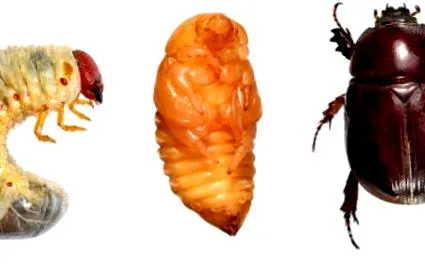 caracteristici