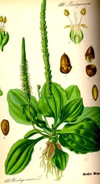 ehető