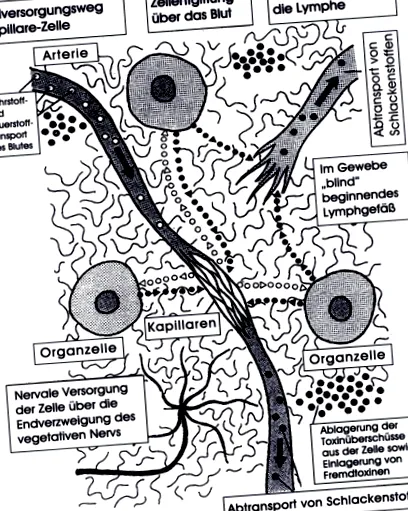 ciupercilor