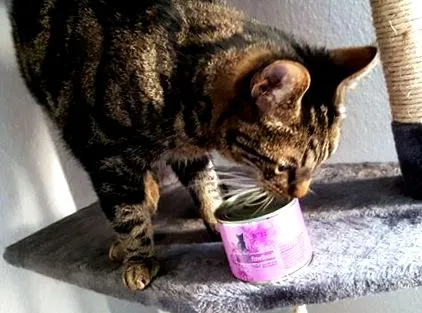 finefood