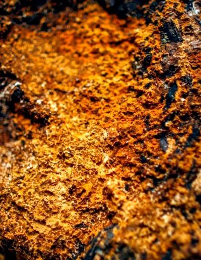 chaga