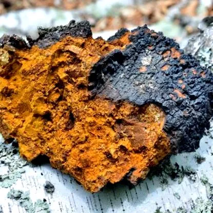 chaga
