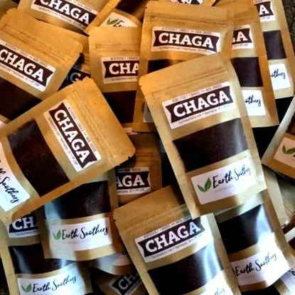 chaga