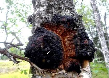 chaga