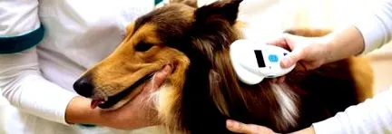 фішка