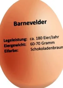 barnevelder