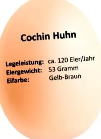 cochini csirke