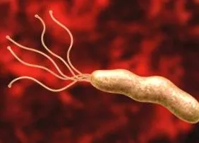 helicobacter