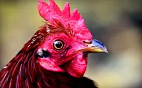 csirke