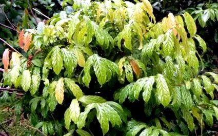 tabăra