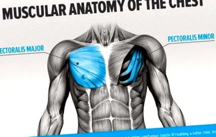 pectorale