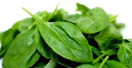 introducere nutriție