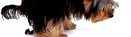 кучето животински
