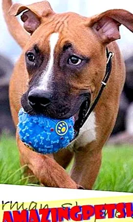 pitbull