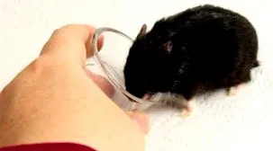 lehetőségek