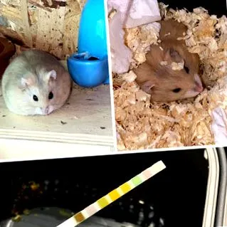 cukorbetegsége súlyos