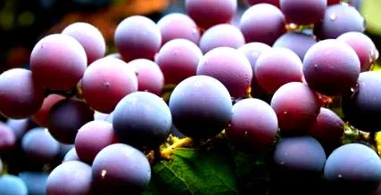 detoxifiere cura