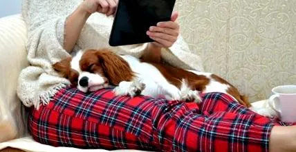 mici